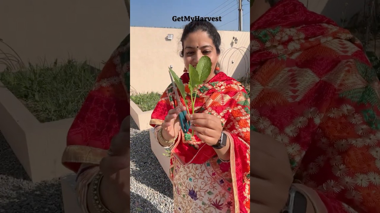 Harvesting Leafy Greens 🍃 | Chane ki saag | Palak #shorts 🍂