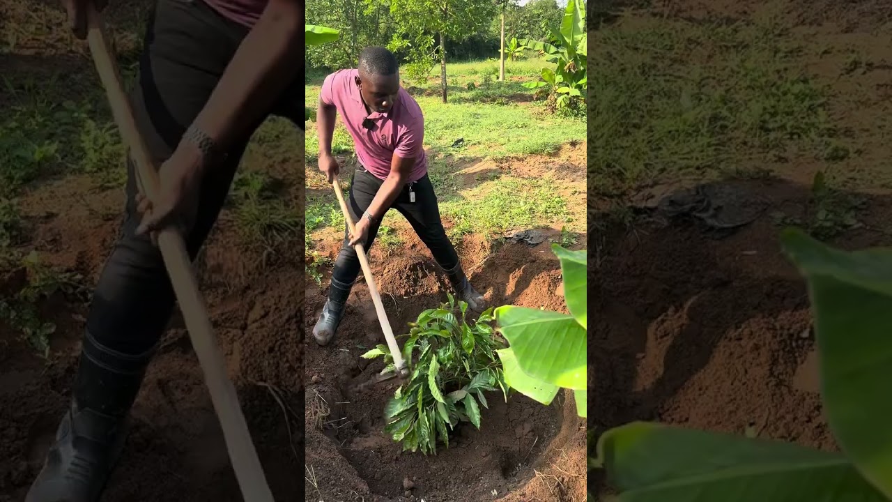 COFFEE ADVICE AND FARM SERVICES +256783195949 +256753482025