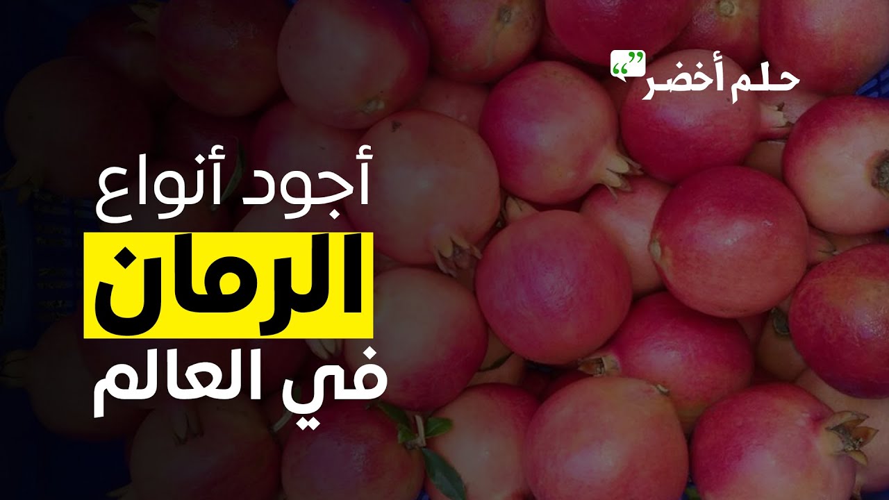 الرمان اليمني: الأجود في العالم
