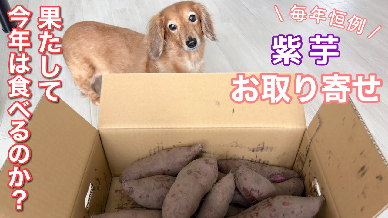 【ダックスフンド】食べられることの幸せを感じる今日この頃です！【紫芋】