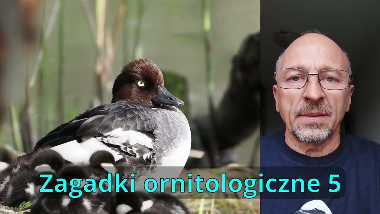 Zagadki ornitologiczne 5. Jaki to ptak?