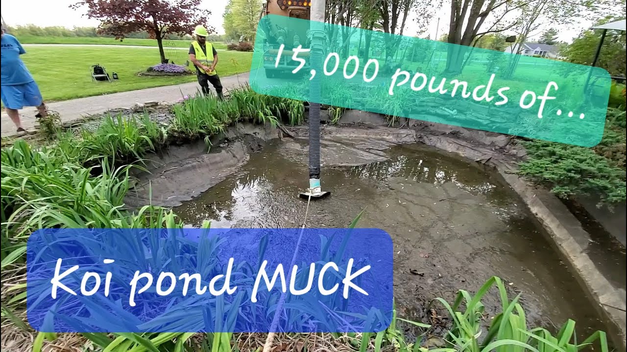 Dredging Koi pond muck... 30 fish in swimming pool!