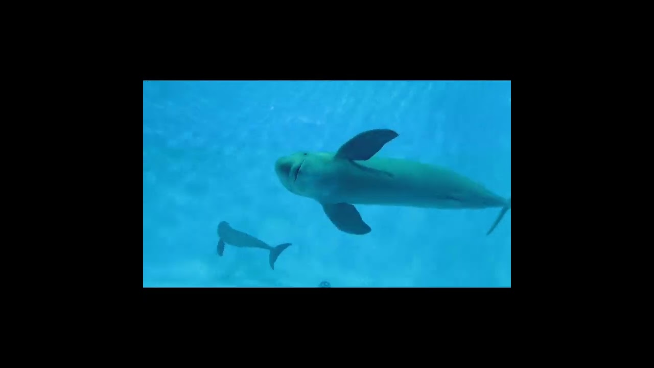 海響館スナメリ❤