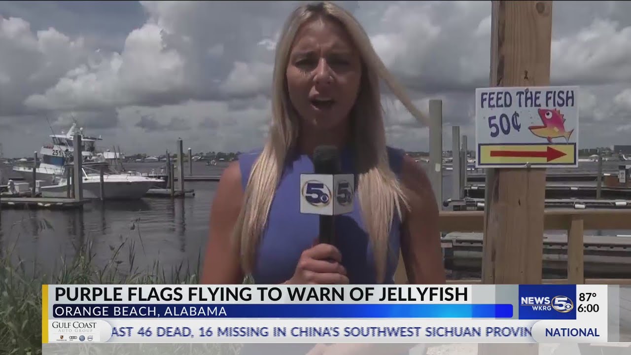 Purple Flags at Orange Beach, jellyfish everywhere