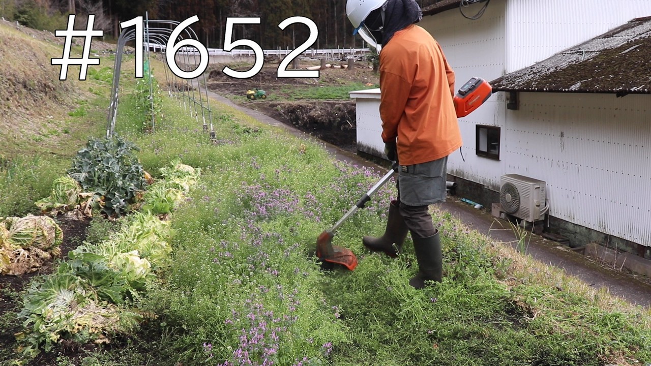 畑の野菜が春草に飲み込まれてる…｜ナイロンコードで切った後は手作業で草取りして根元を綺麗にしていくよ