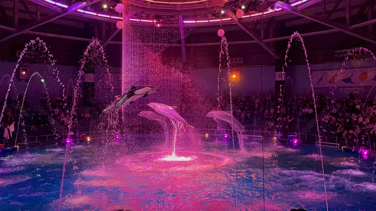 【アクアパーク品川ドルフィンパフォーマンス19:00公演】(2024年10月12日)