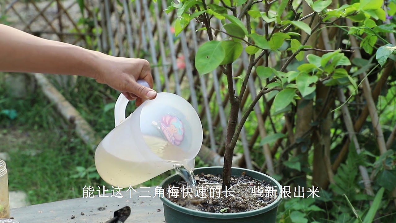 三角梅换盆后久久不能服盆？来一杯&ldquo;促根水&rdquo;，立马服盆，长新芽