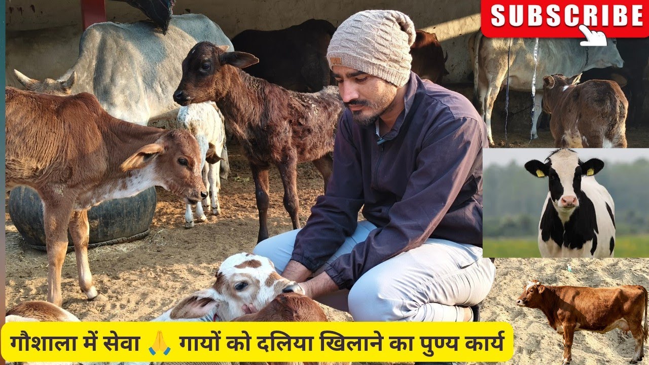 आज गौशाला में जाकर गायों को दलिया खिलाया | भावुक सेवा वीडियो #viralvideo #cow #daillyvlogger #vlog 