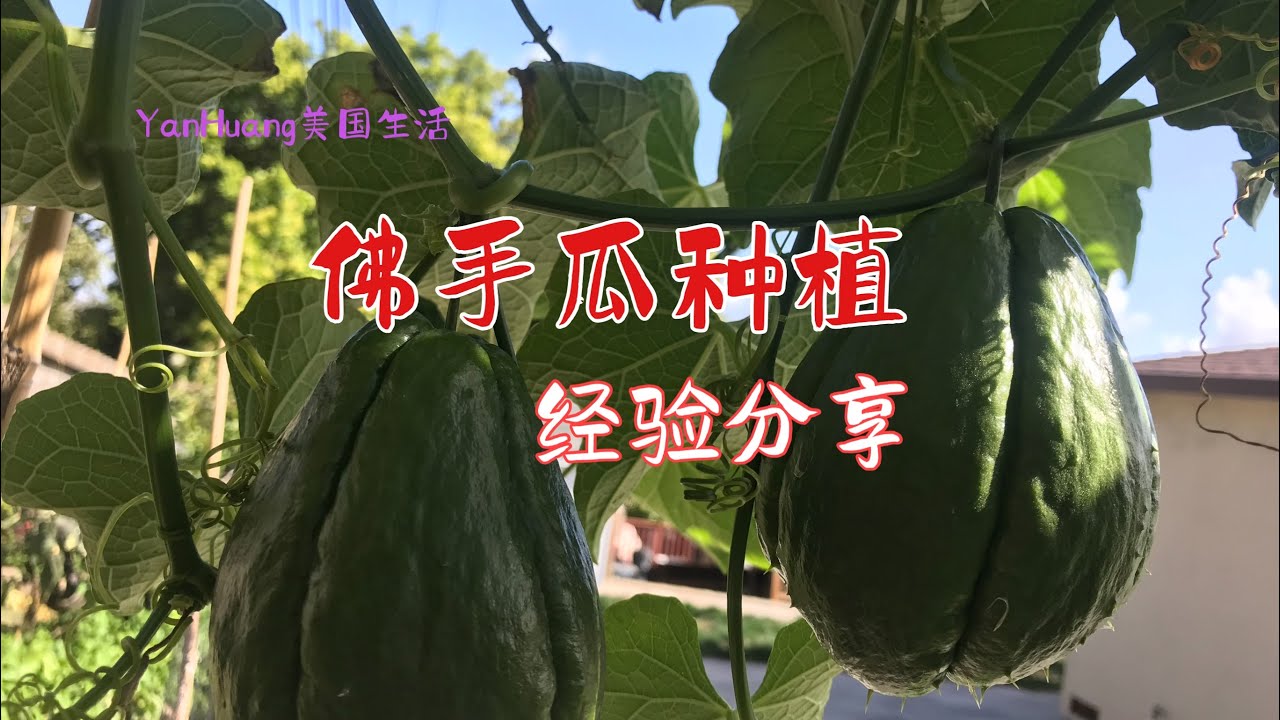 佛手瓜种植 # 佛手瓜种植经验分享https://youtube.com/@yanhuang6825