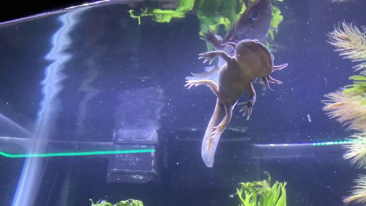 Axolotl fights off death and lives!