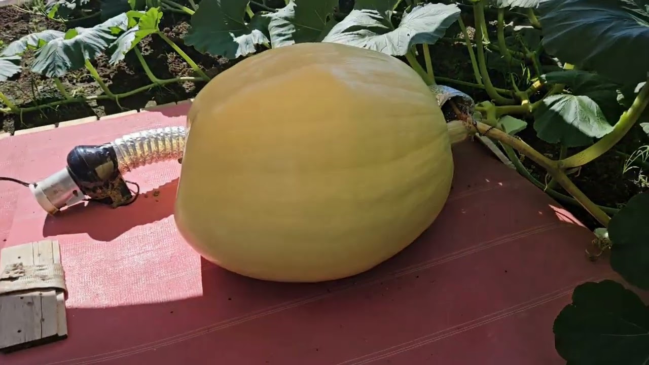 Giant Pumpkin patch update July 2nd