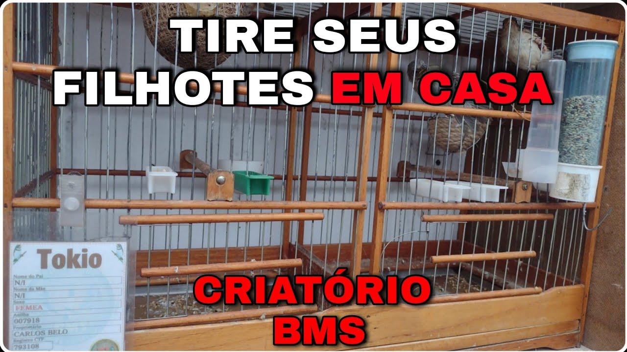 APRENDA A TIRAR FILHOTE DE COLEIRA EM CASA  COM  MANEJO SIMPLES!