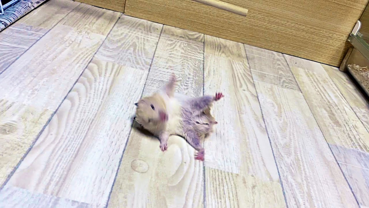 なつきすぎたハムスター放し飼いダメ絶対　おもしろ可愛い動物