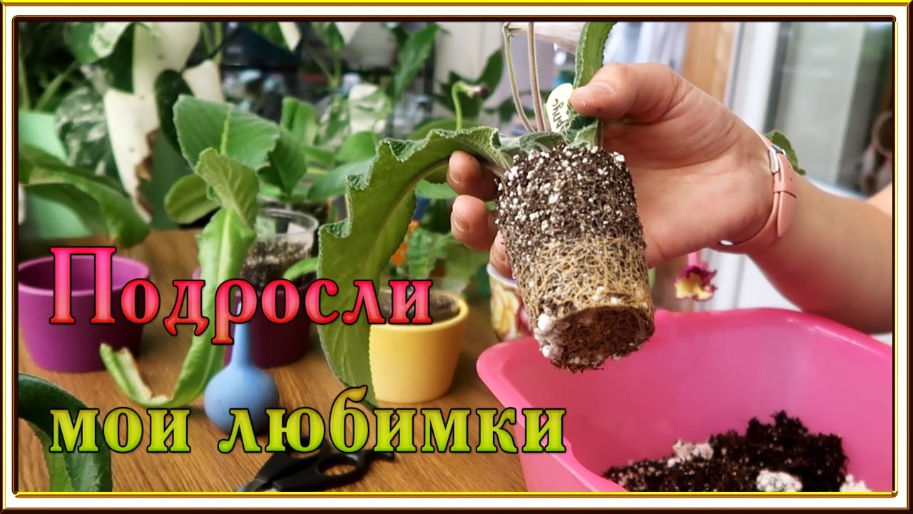 Пересадка и цветение стрептокарпусов