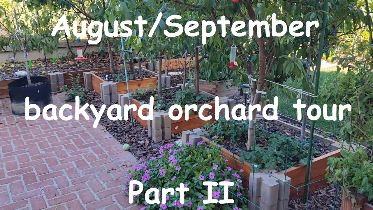 August/September backyard orchard tour Part II