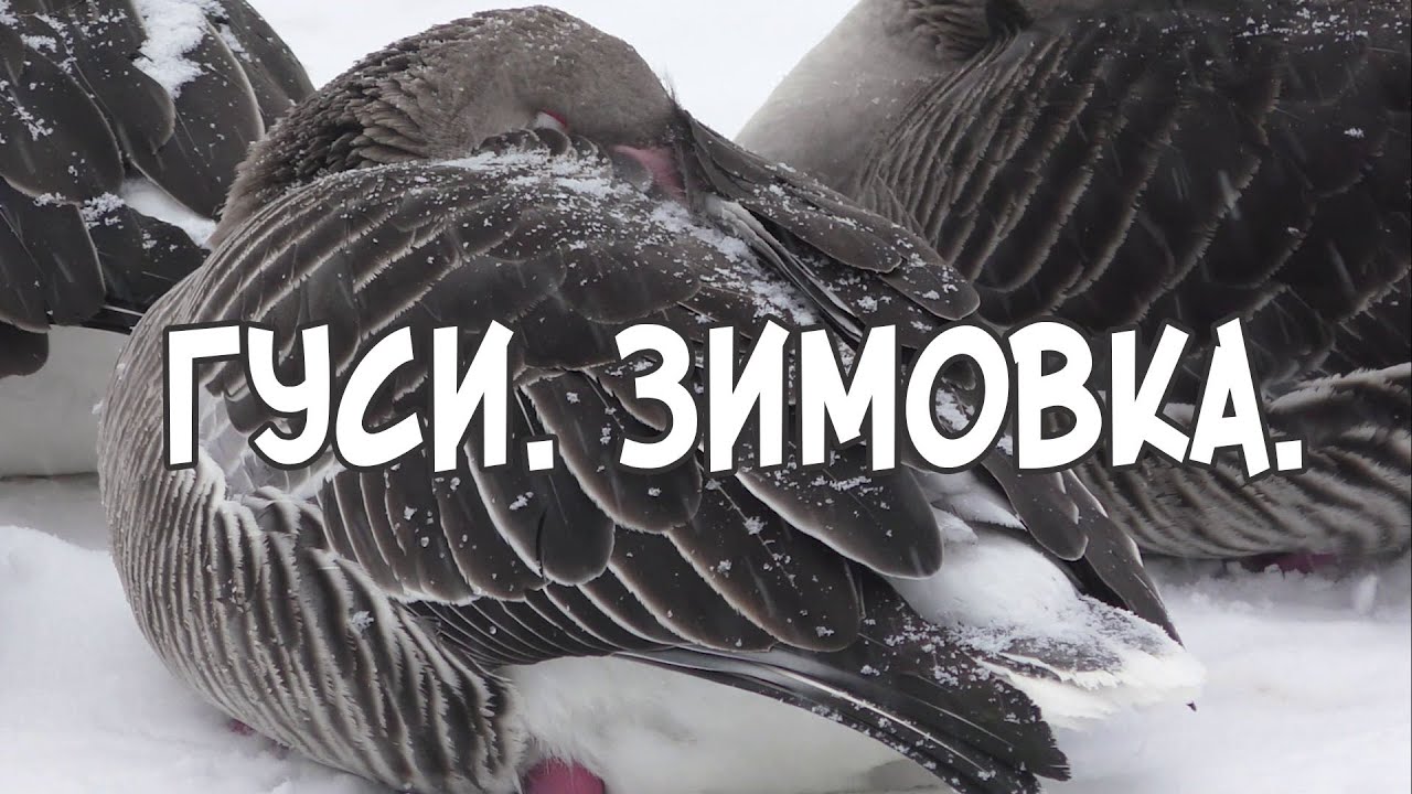 Гуси  Зимовка