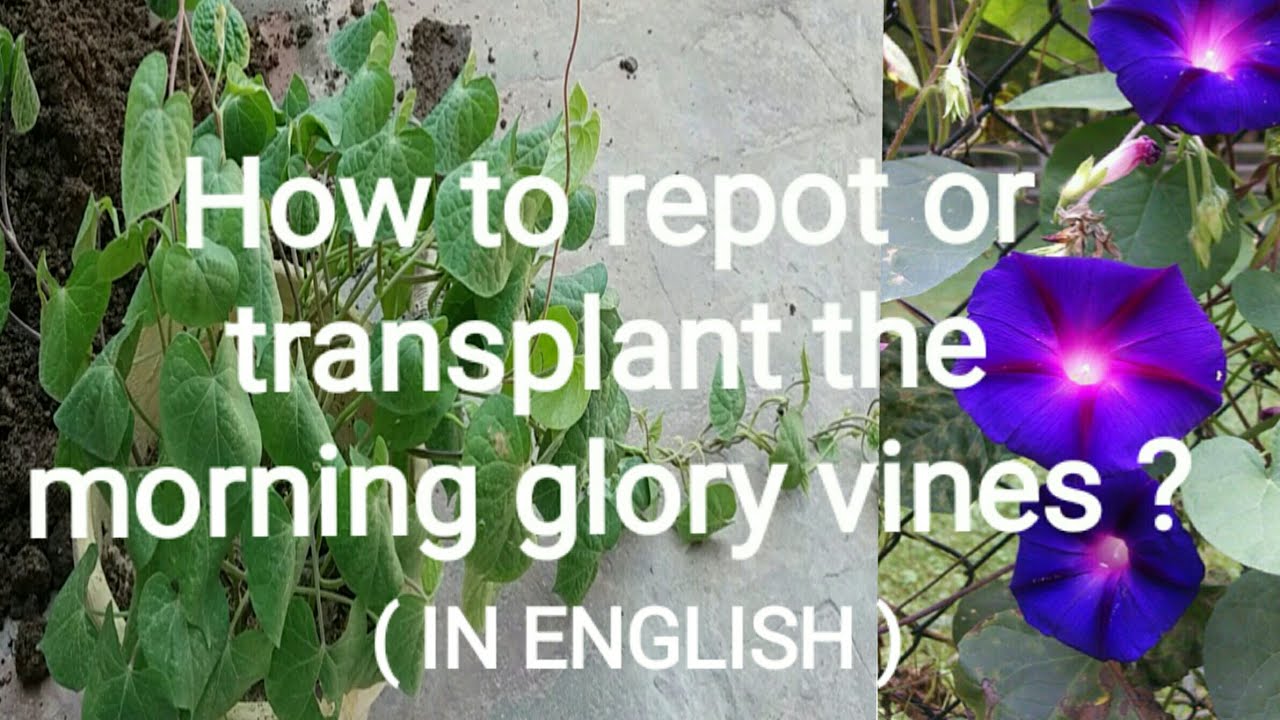 How to repot / transplant morning glory vine ?
(in english)