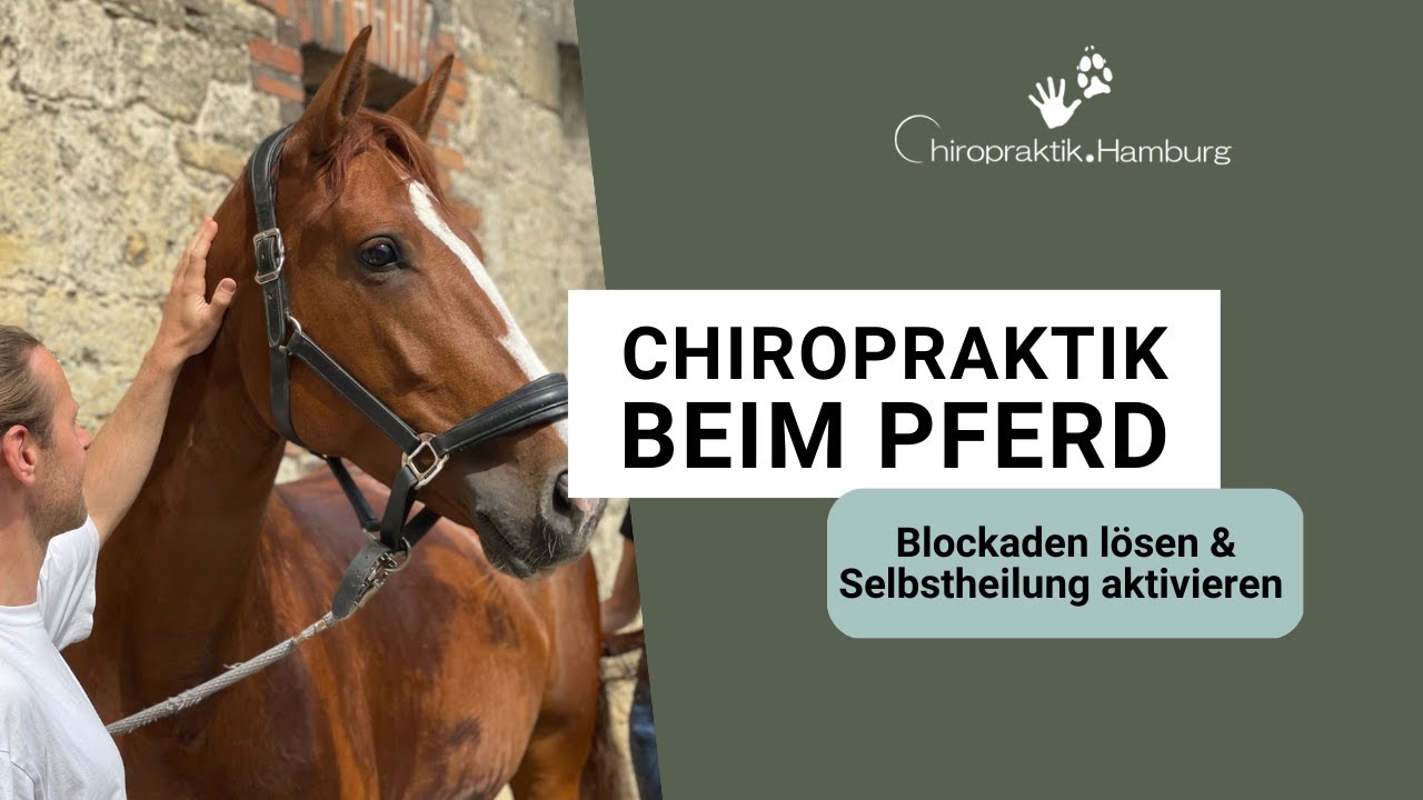 Pferde Chiropraktik