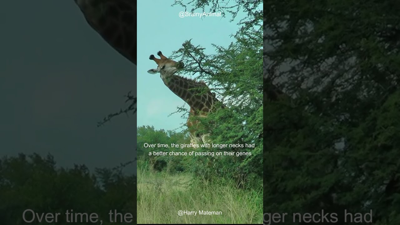 Wildlife Conservation |  The Untold Story of Giraffe Neck Adaptation