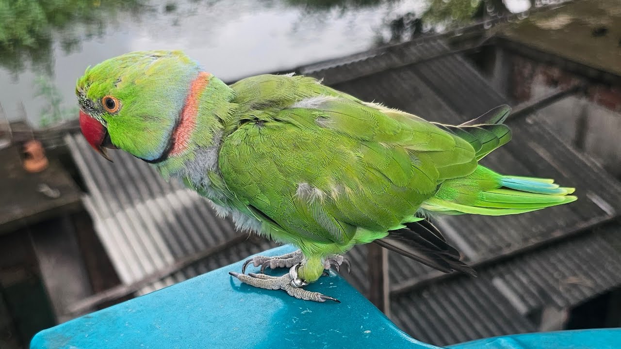 ভাইরাল টিয়াপাখির ভাইরাল দুষ্টামি #parrot #funnyanimals 