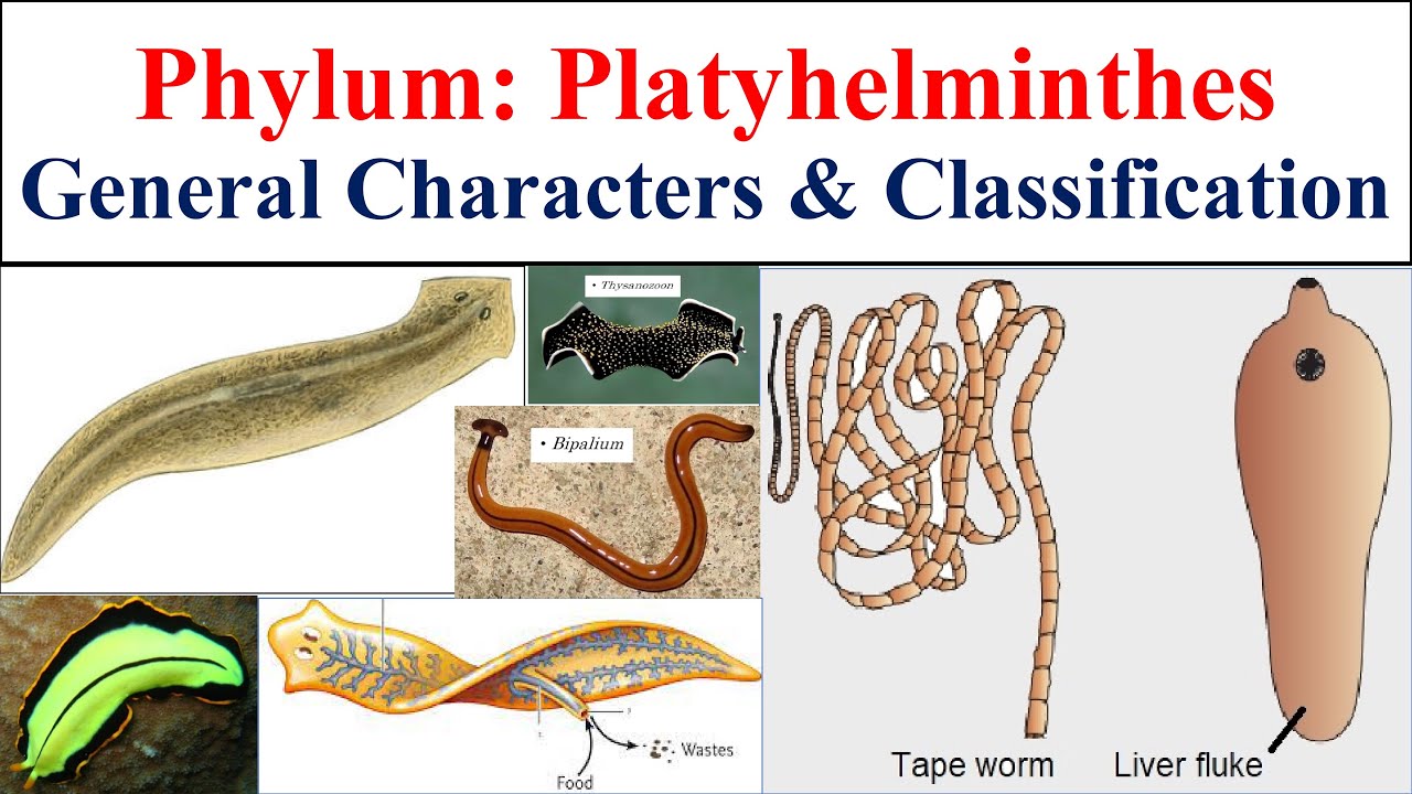 Platyhelminthes | Phylum Platyhelminthes | general characters and classification of Platyhelminthes