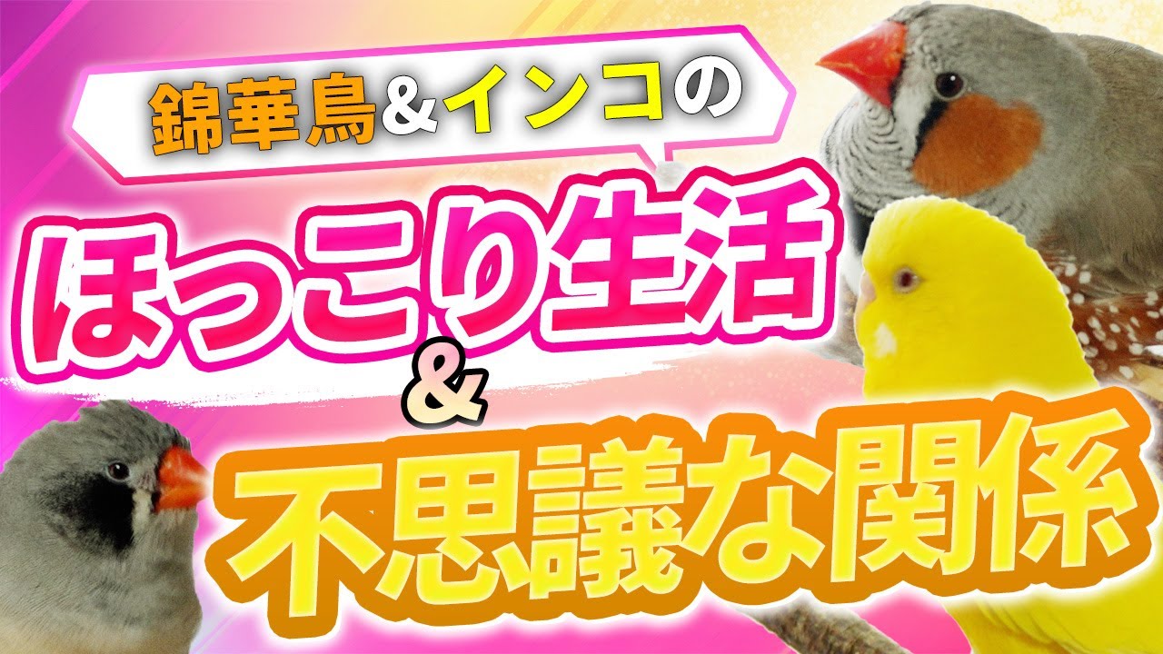 錦華鳥&インコの　ほっこり生活&不思議な関係