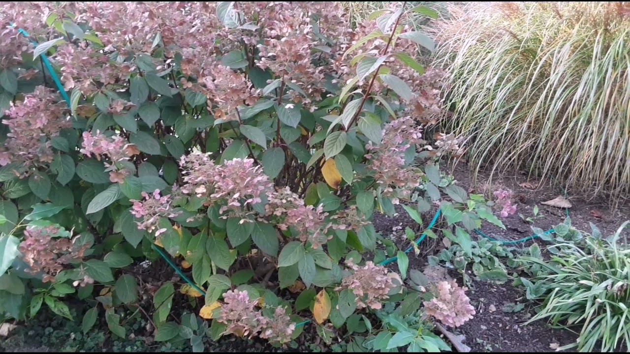 bad Bellingen 17.10.2021