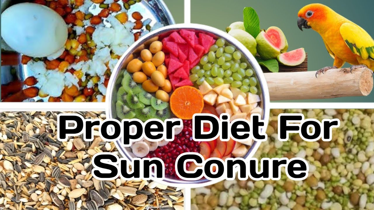 Diet For Sun Conure | Sun Conure Food | Proper Diet For Sun Conure | Sun Conure Ko Khane Me Kya De