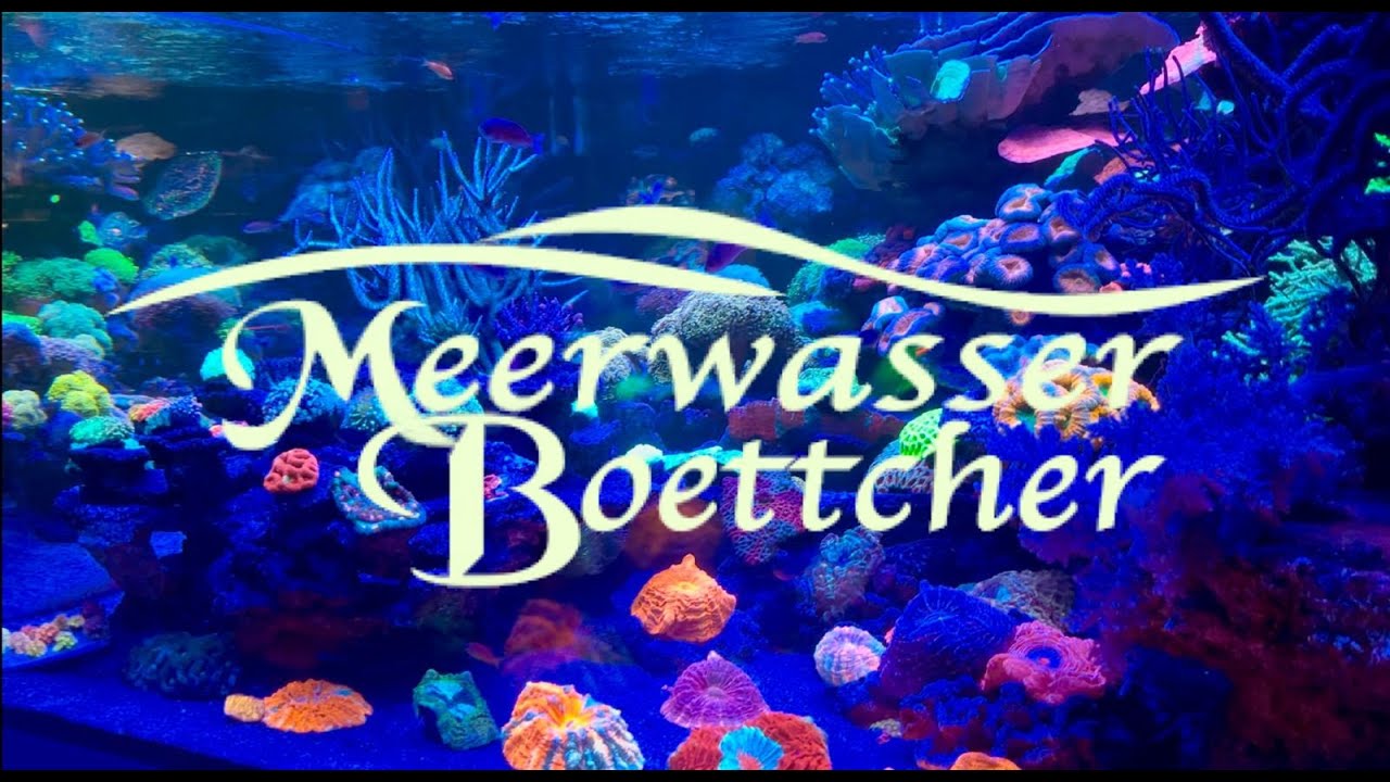 Meerwasser Boettcher - Store Walkthrough