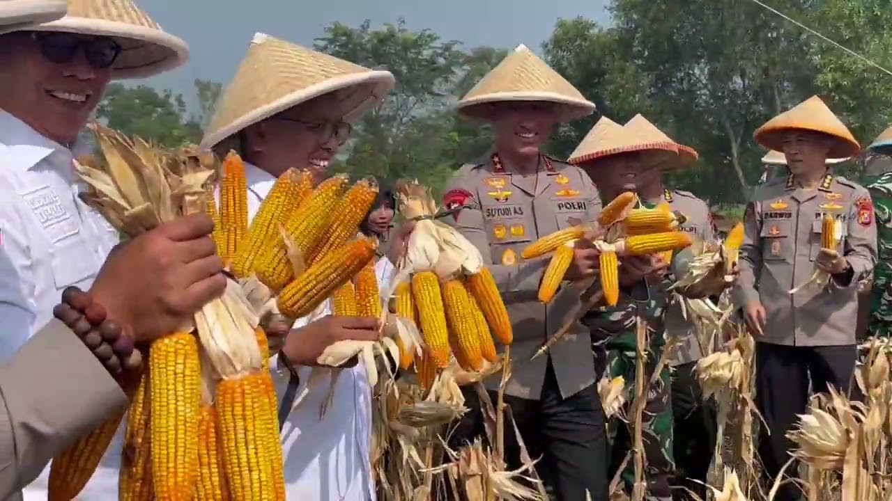 Panen Raya Jagung Serentak di 18 Provinsi, 5 Juni 2025
