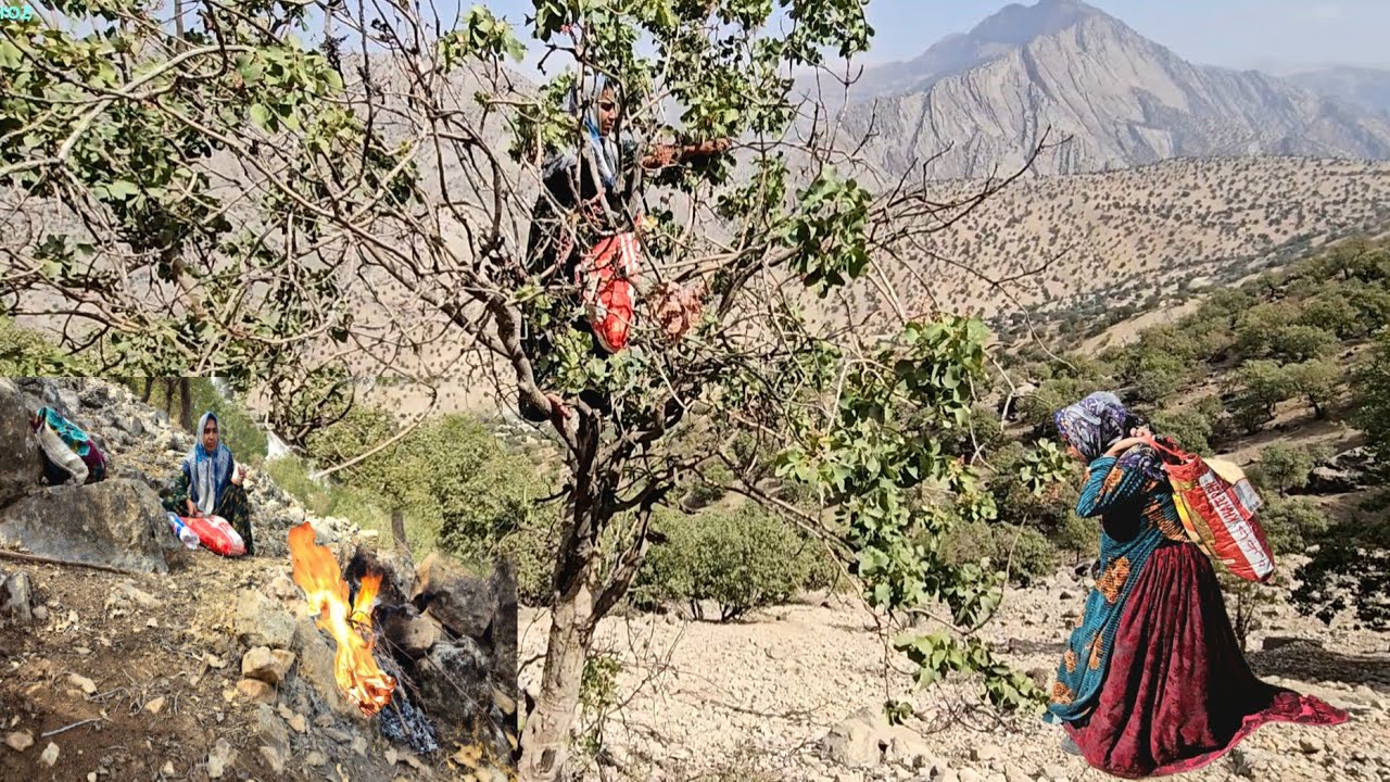 Woman Alone in the Wild Zagros Mountains | Collecting Medicinal Plants