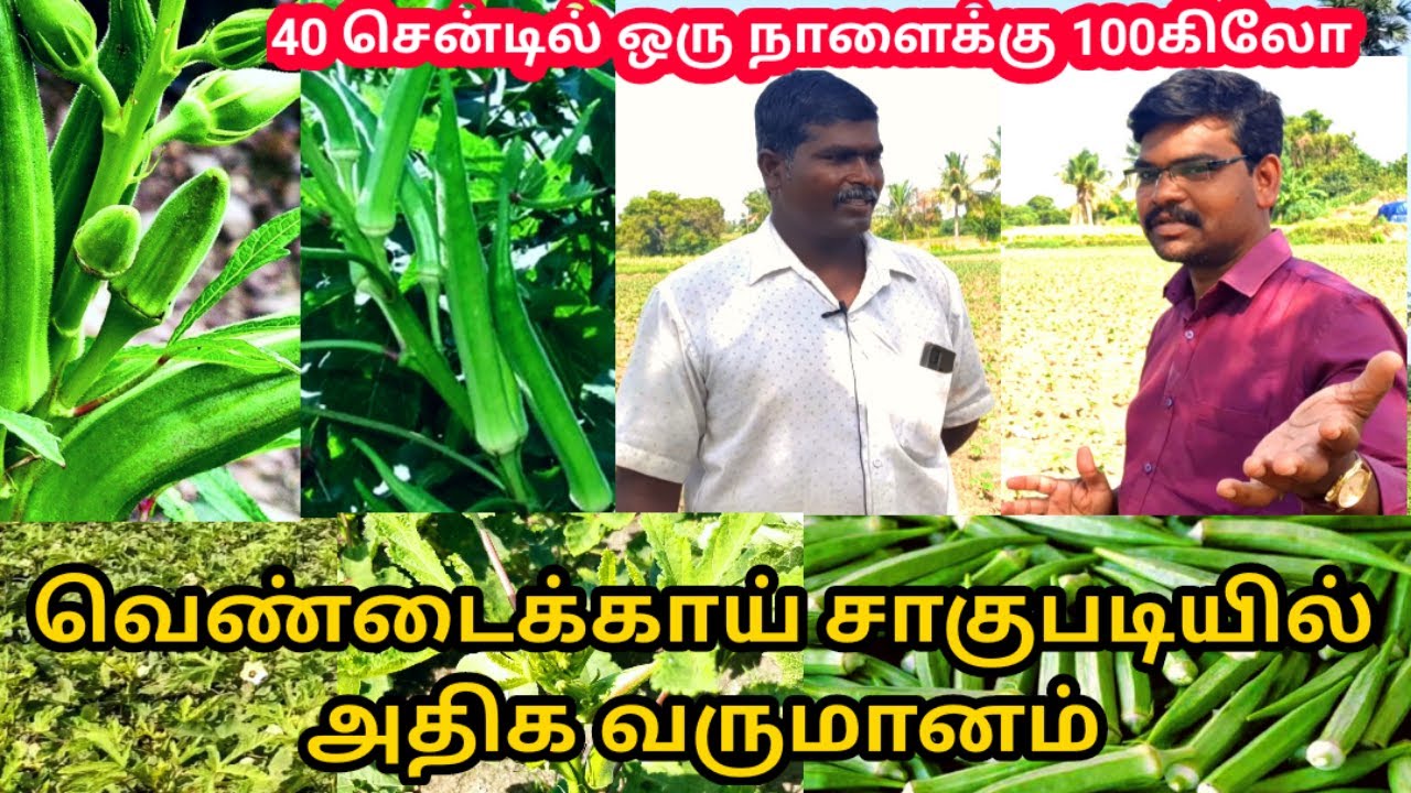 வெண்டக்காய் சாகுபடியில் அதிக வருமானம் | Ledies Fenger Cultivation tamil | Village thamizha village