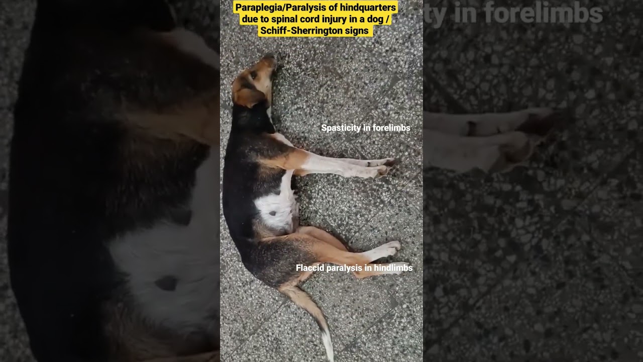 Paralysis/Paraplegia/Schiff-Sherrington signs following accident (spinal cord injury) in a dog 🐕