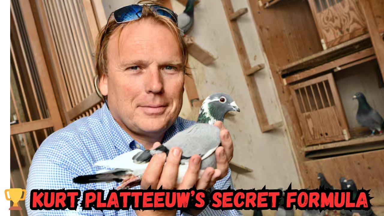 Kurt Platteeuw: The Unstoppable Force - Inside the Loft of a Pigeon Racing Legend .