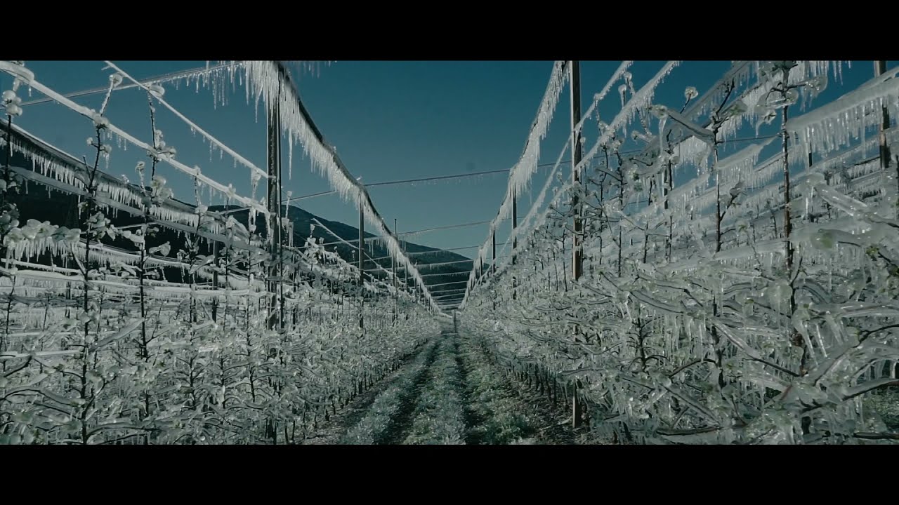 Marlene: anti-frost irrigation