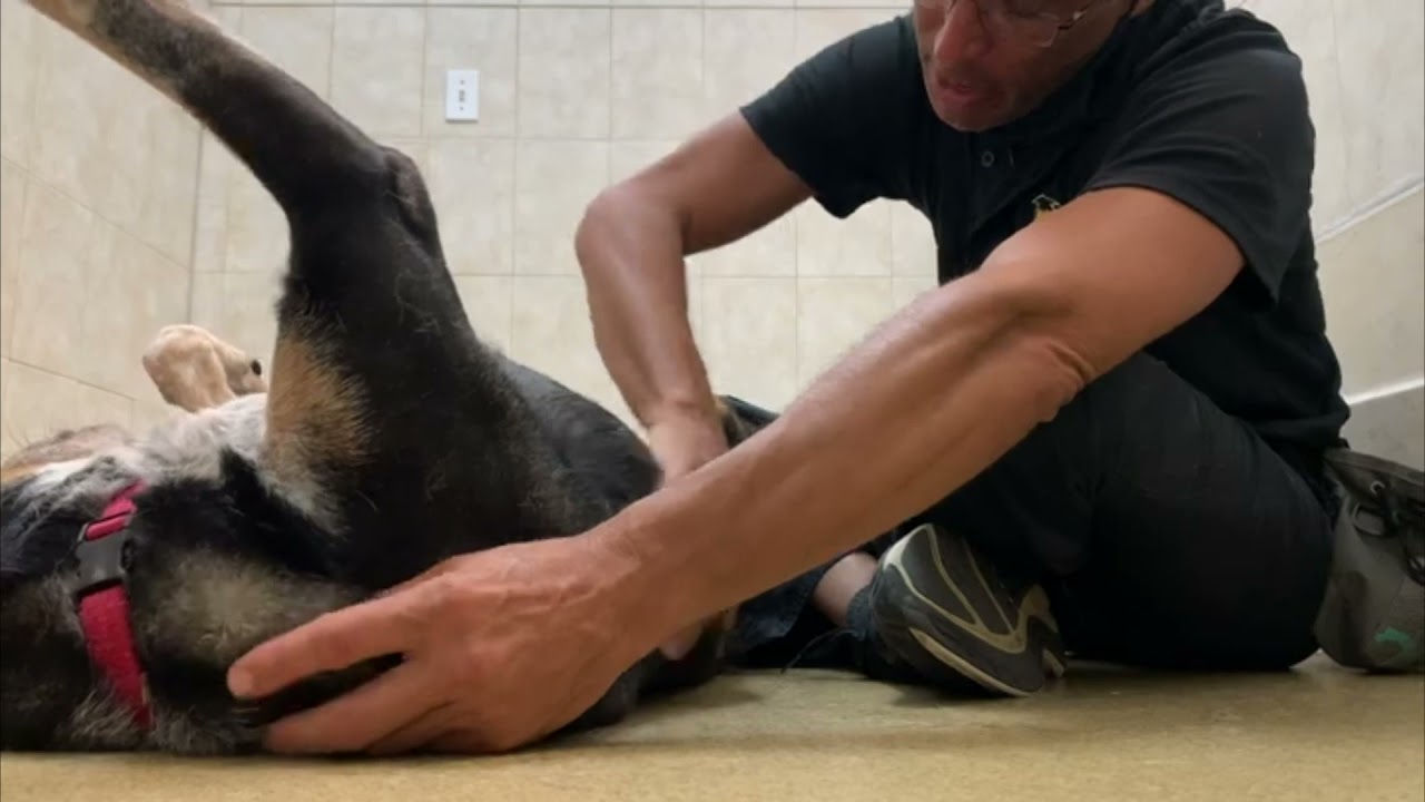 Aleah get Manual therapy and anxiety reduction| anxiety therapy dog| chill dog training