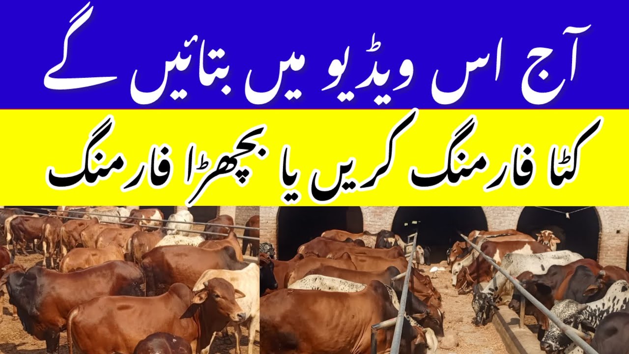 Pakistan 🇵🇰 || Katta Farming And Bachra Farming