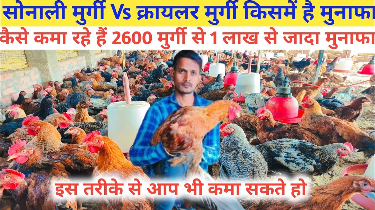 Sonali Murgi Palan Vs Kuroiler Murgi Palan / किस मुर्गी पालन में सबसे जादा फायदा