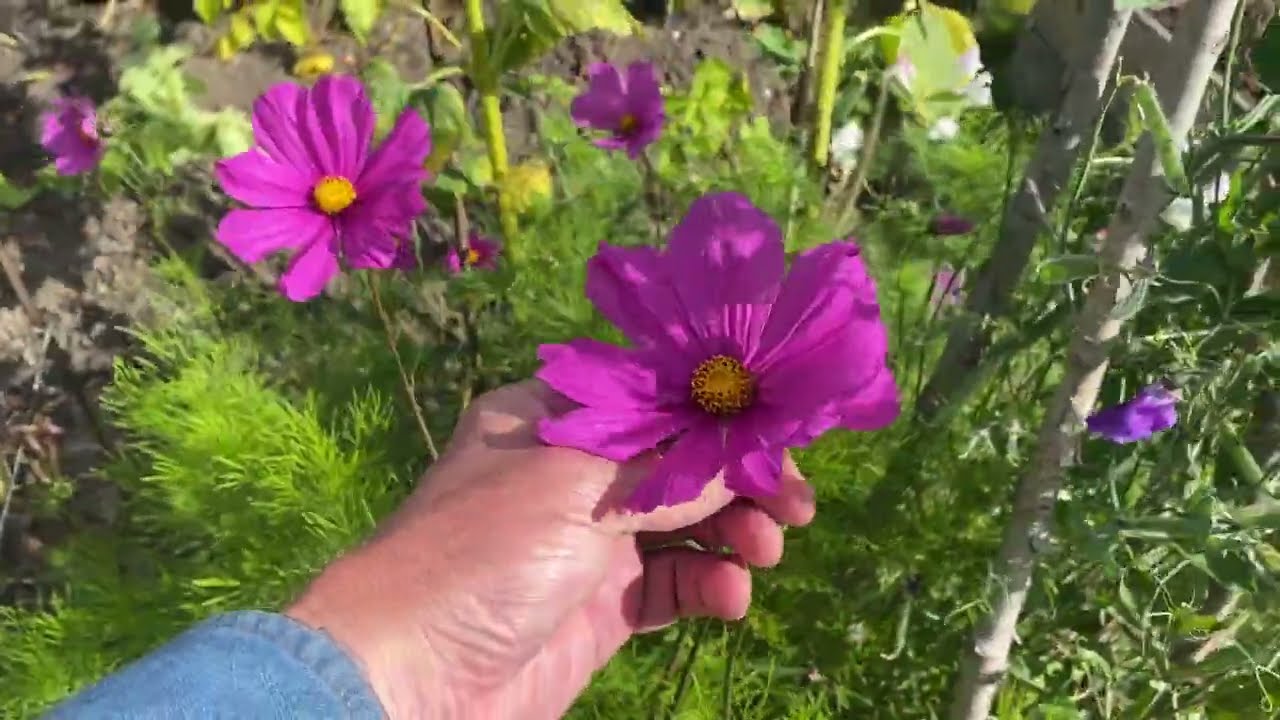 First Vlog Early September Allotment Tour 2025