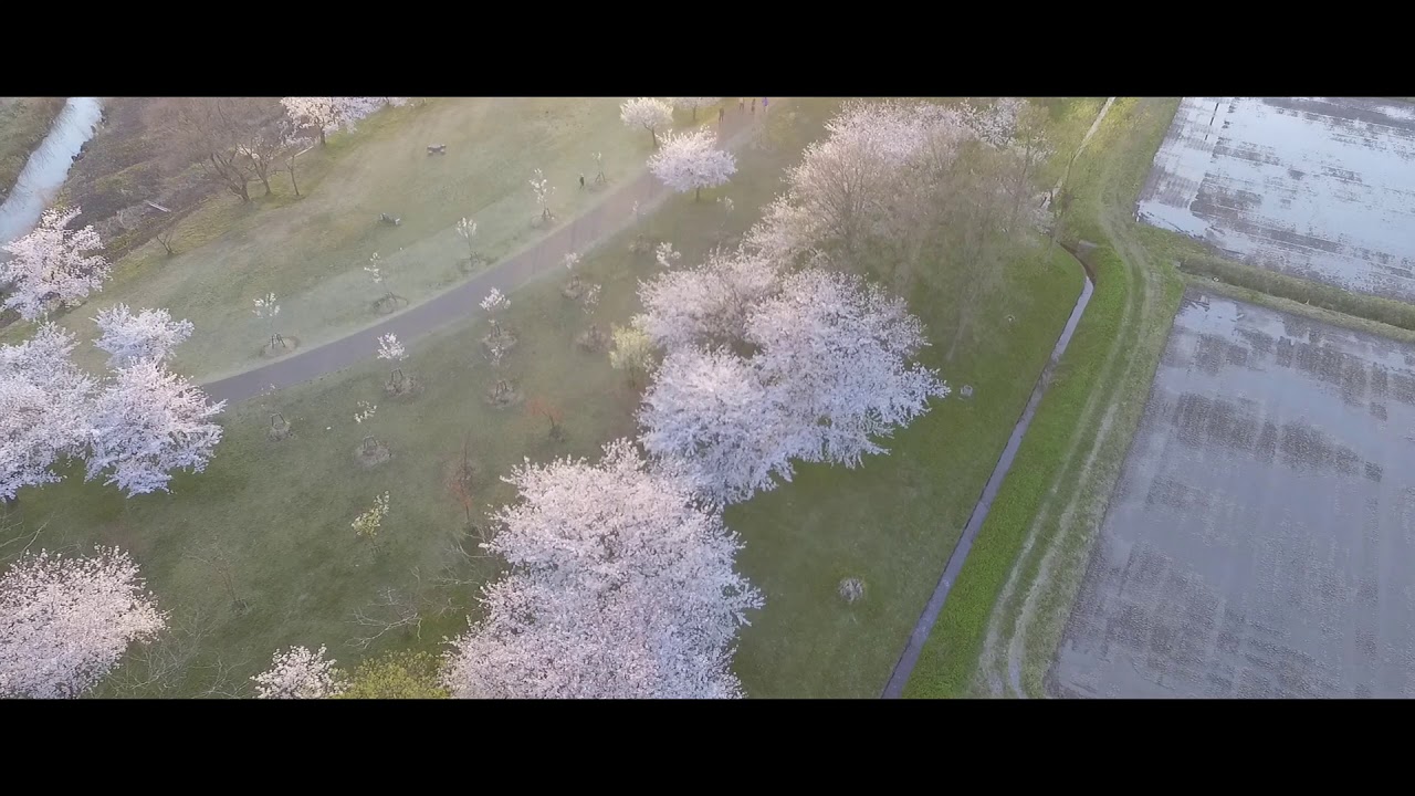 夕日を浴びる木場潟桜 2020