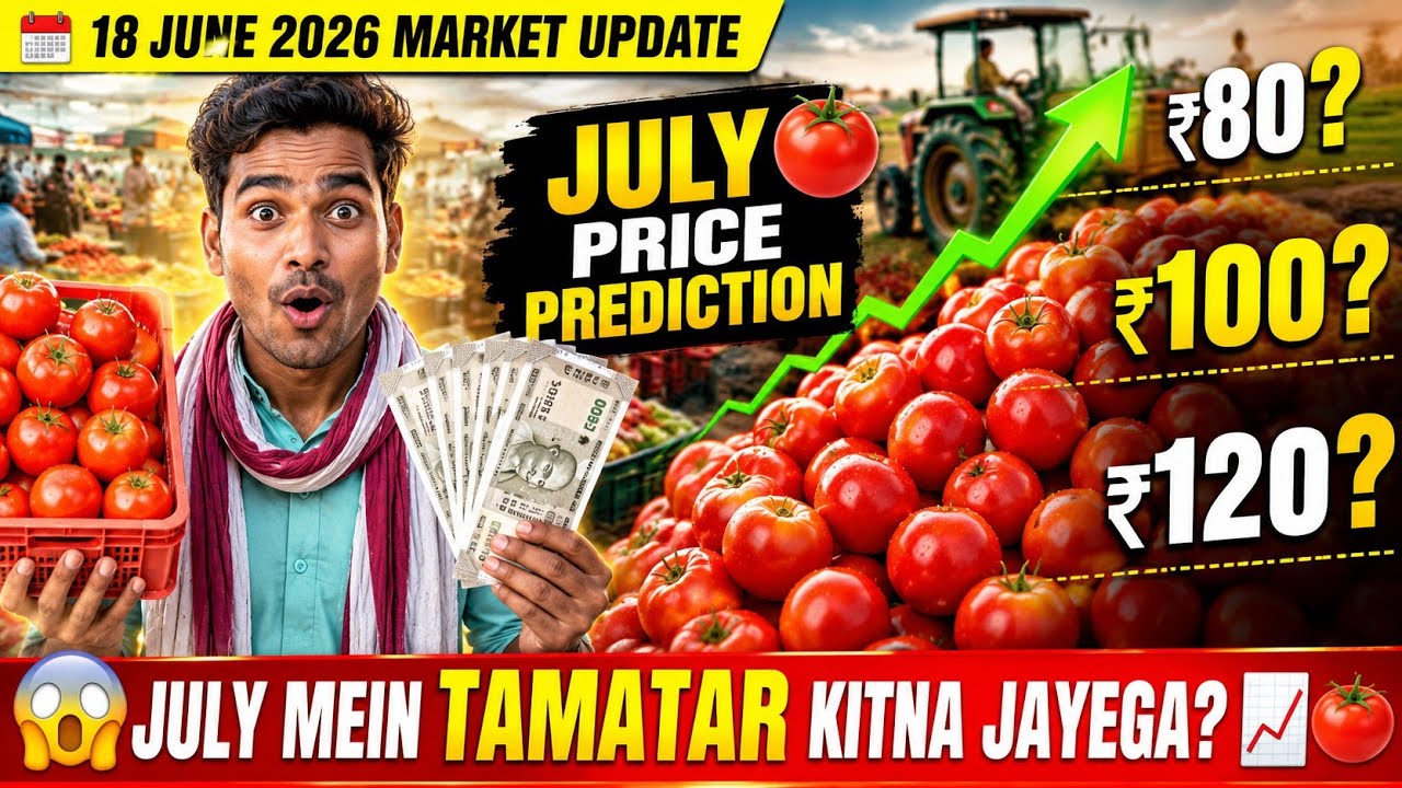 Tomato Price Prediction July | What Could Tomato Prices in July? | Tomato Market Update 18 June 2026
