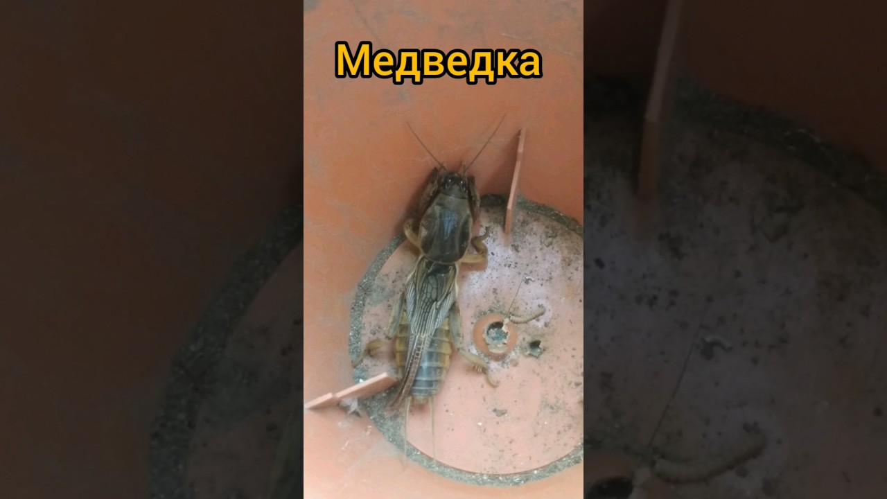 медведка пытается улететь #насекомые #медведка #капустянка #вредители