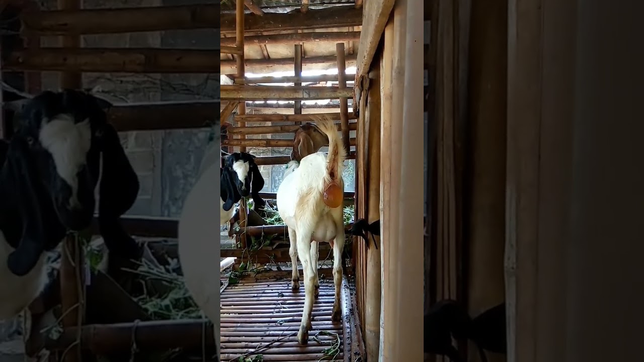 KAMBING DARA MAU MELAHIRKAN