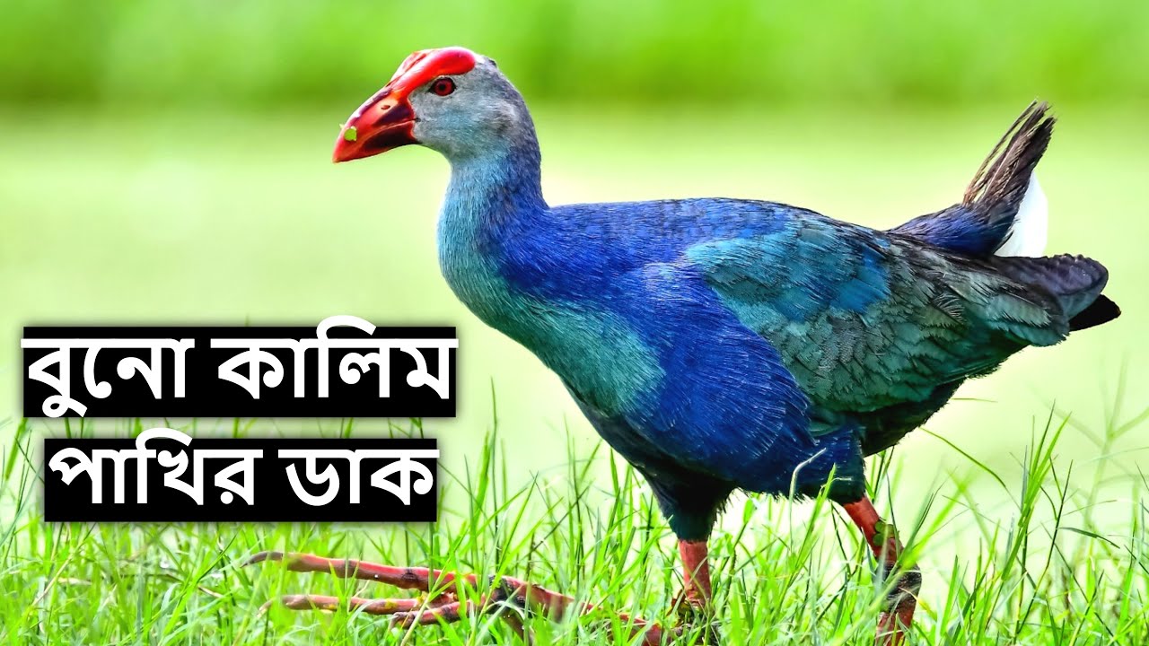 কালিম পাখির নতুন ডাক | Kalim Pakhir Dak | Swamphen Bird Call | Swamphen Bird Voice @wildindiamit​