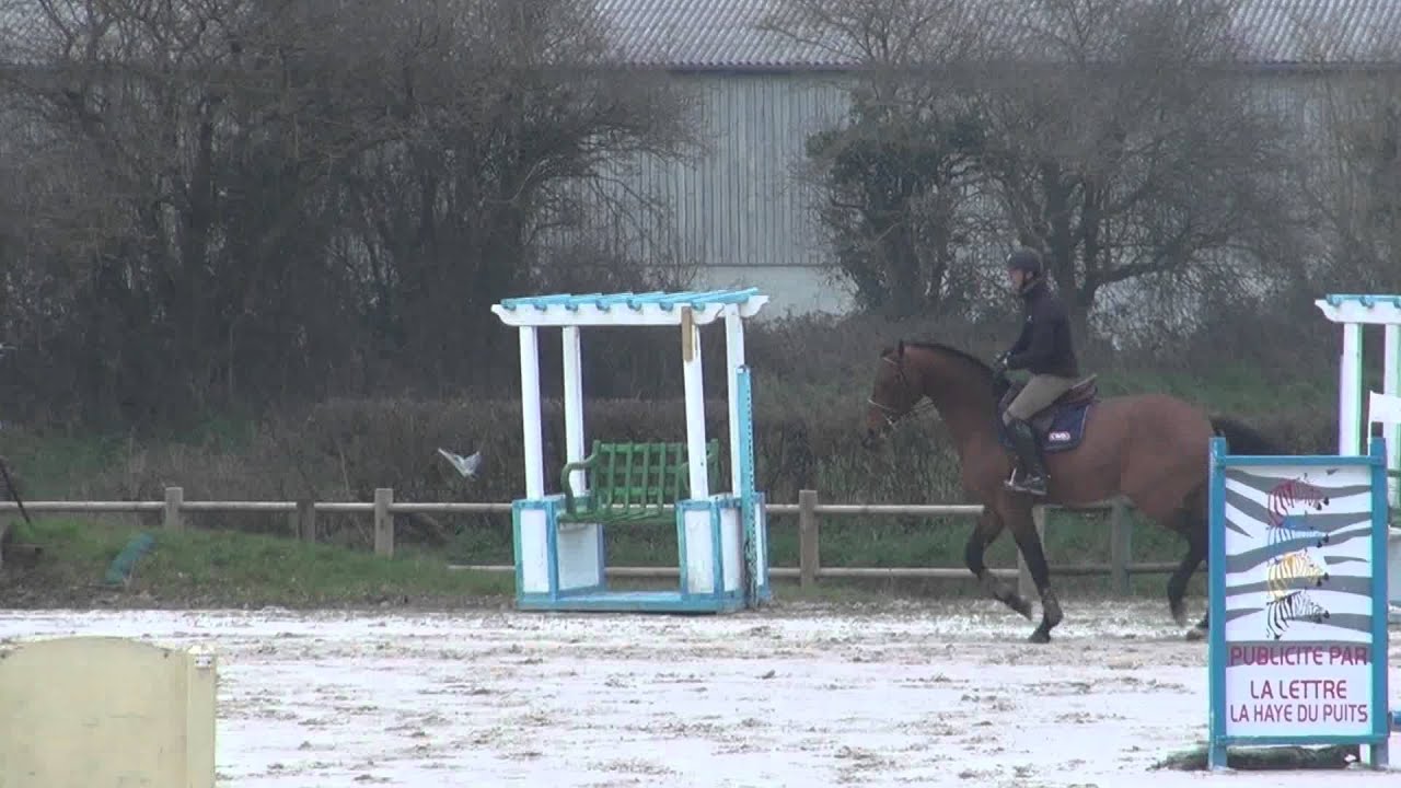 Vigo Cece (webstallions.com)