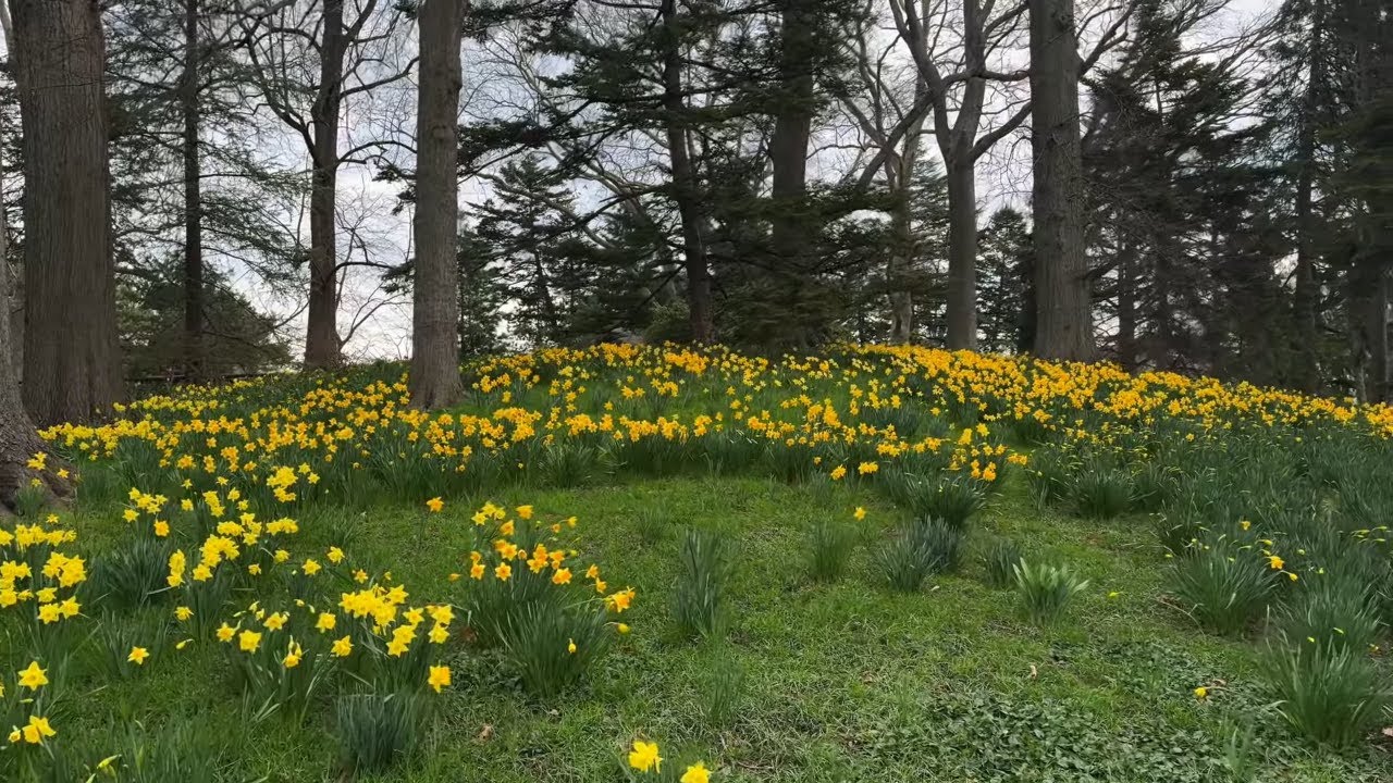 Spring in Brooklyn