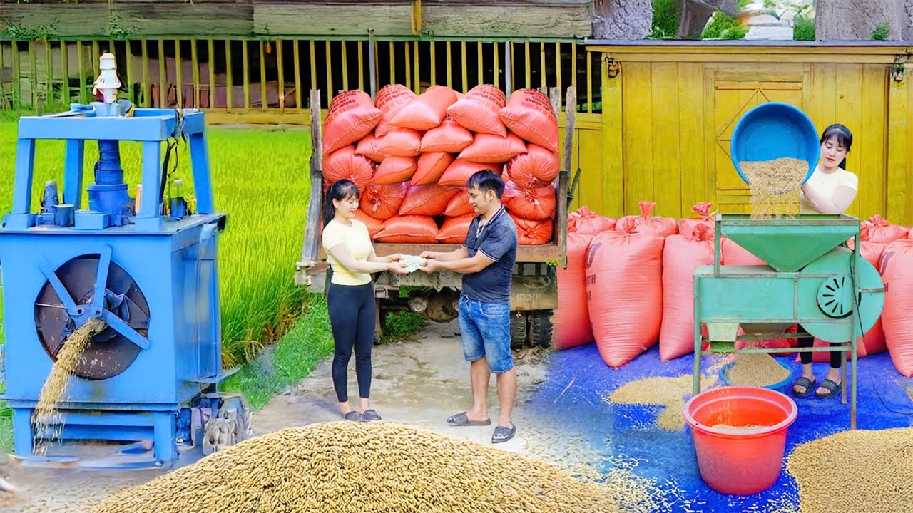 After Harvesting, Dry and Clean The Rice Dust, Sell Many Bags of Rice To Truck | Nhất My Bushcraft