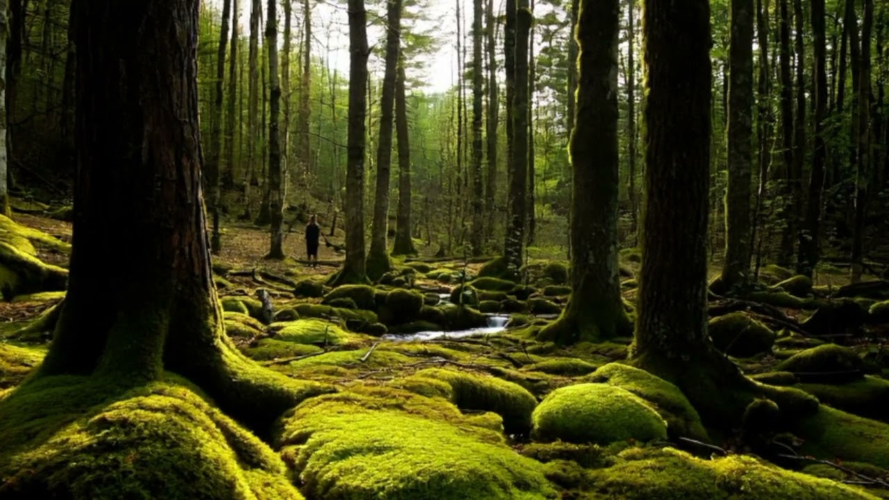 Moss Melody [lofi] - Spring