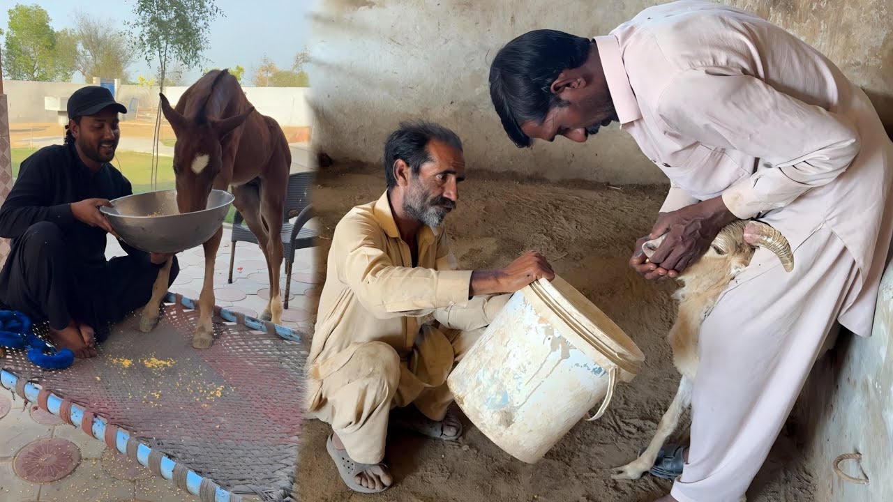 PPR Virus Ne Sab Kuch Barbad Kar Diya 😭 | Hamare Janwaro Ka Bhari Nuqsan
