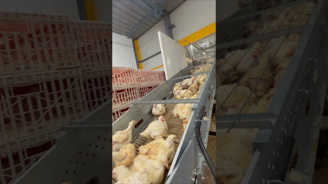 இப்படி கோழிகள் பிடிக்கலாம்!! #gartech #broiler #chicken